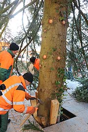 am Ende wird der Baum noch einmal verkeilt, damit er stabil im Boden steht (©Foto:Martin Schmitz)